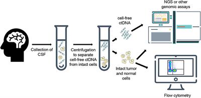 Genomic Profiling of Circulating Tumor DNA From Cerebrospinal Fluid to Guide Clinical Decision Making for Patients With Primary and Metastatic Brain Tumors